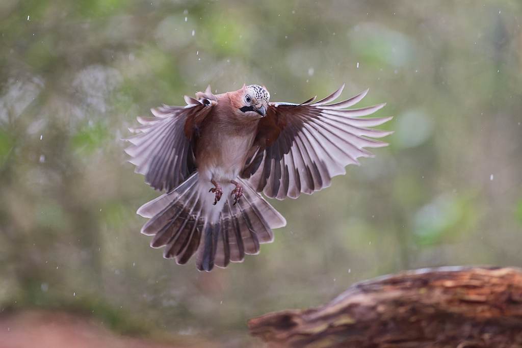 DSC_5719_DxO.jpg