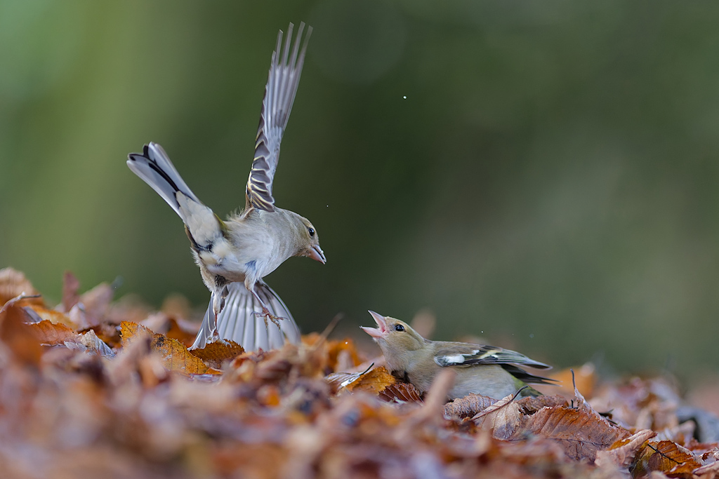 DSC_6241_DxO.jpg