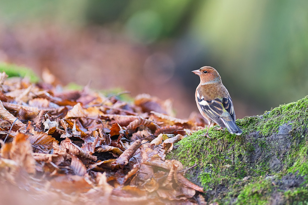 DSC_6270_DxO.jpg
