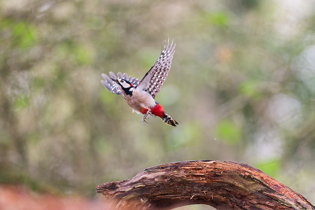 DSC_6563_DxO.jpg
