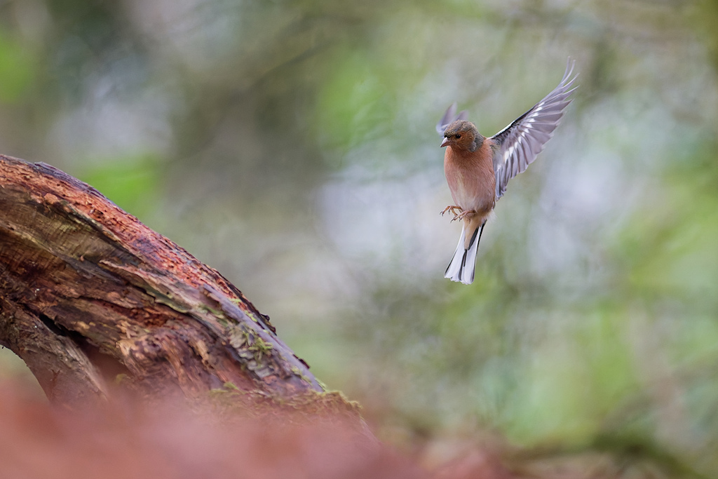 DSC_7870_DxO.jpg