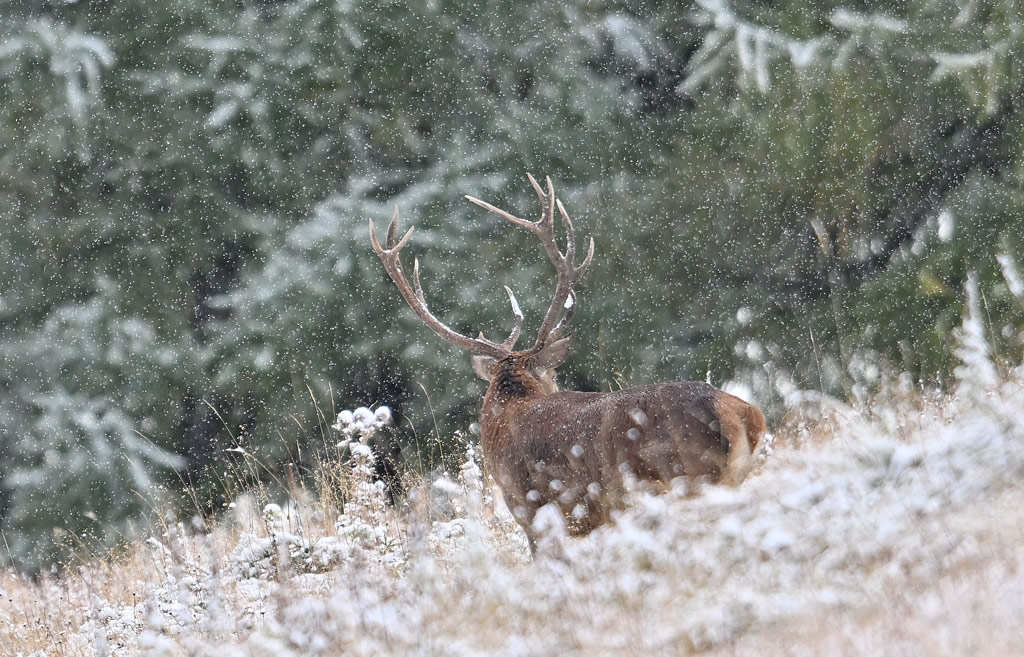 ZSC_9412.jpg