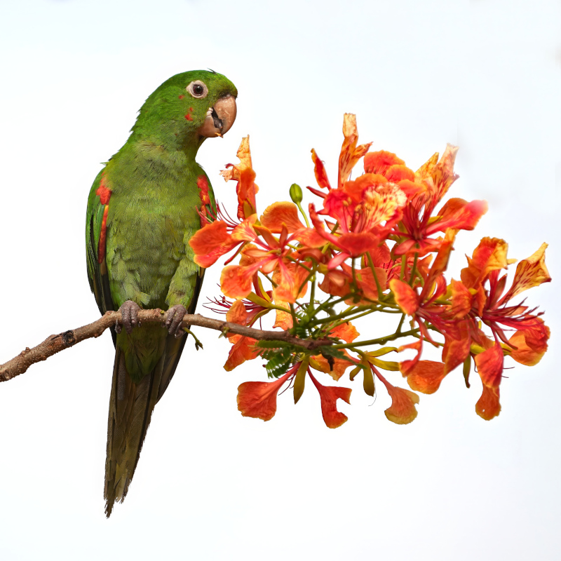 87Conure pavouane -piuva(t).JPG