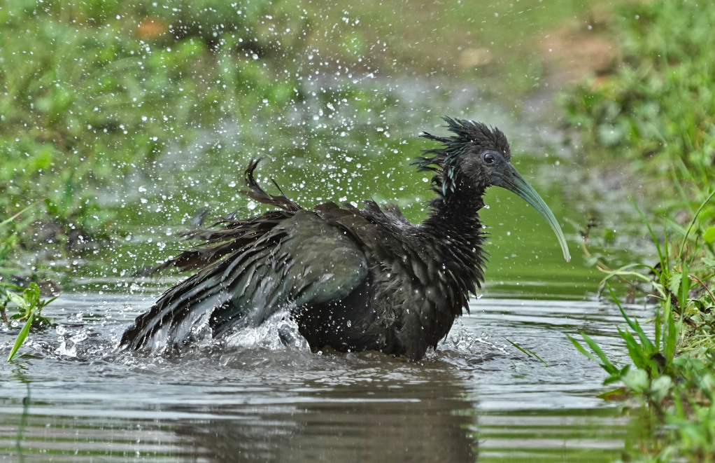 91Ibis vert au bain!- piuval(t).JPG