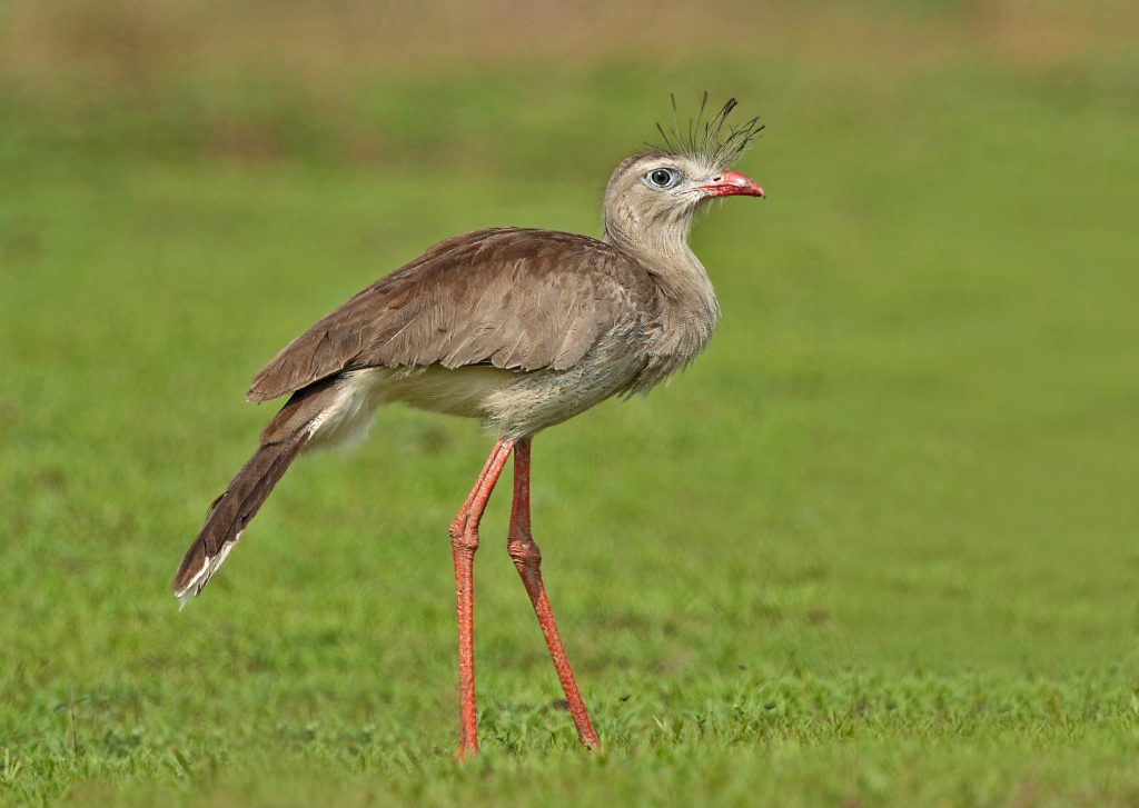 95Cariama huppé - Piuval(t)-2.JPG