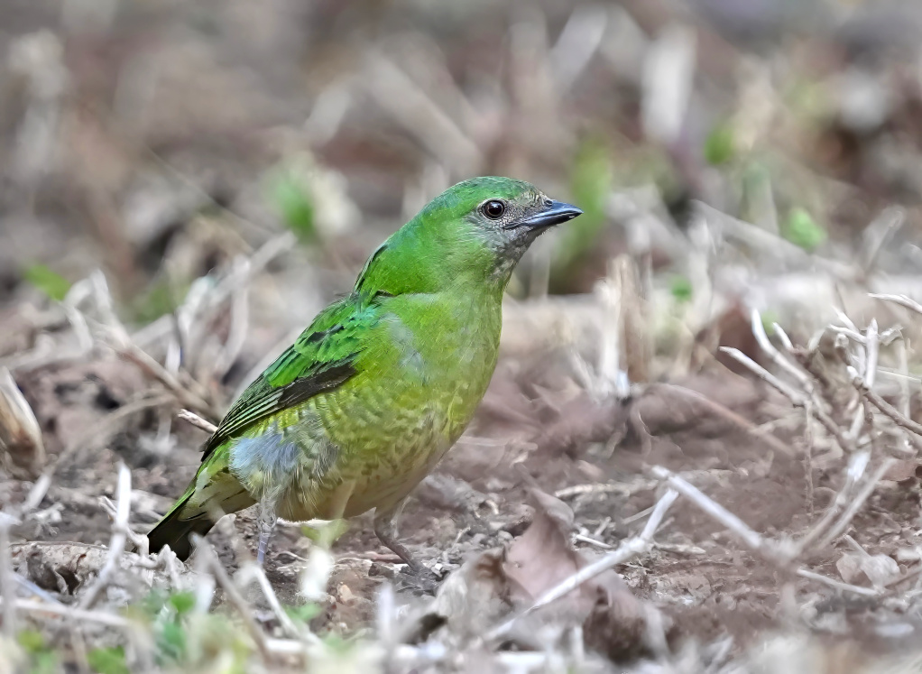 102Tersine hirondelle fem- Pousada do parque(t).JPG