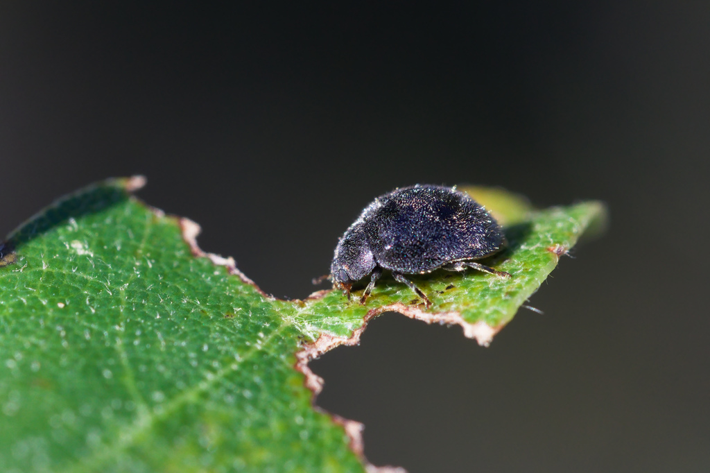 Rhyzobius forestieri2.jpg