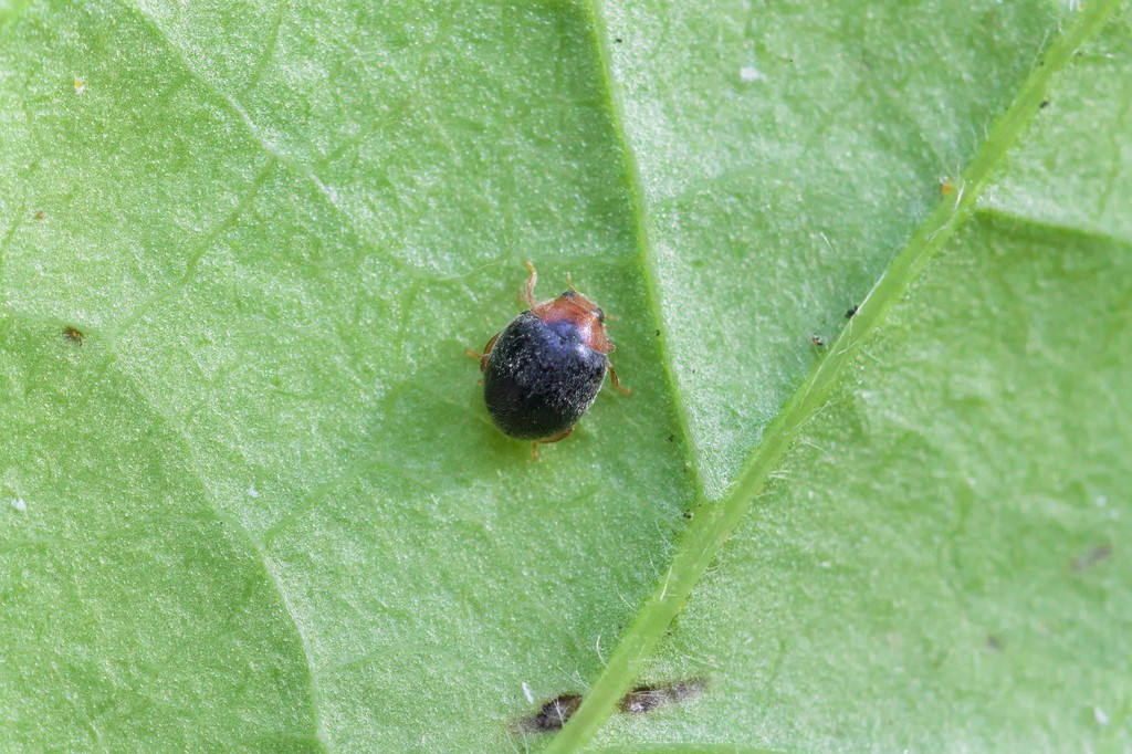 scymnus sp2 panthier2.jpg