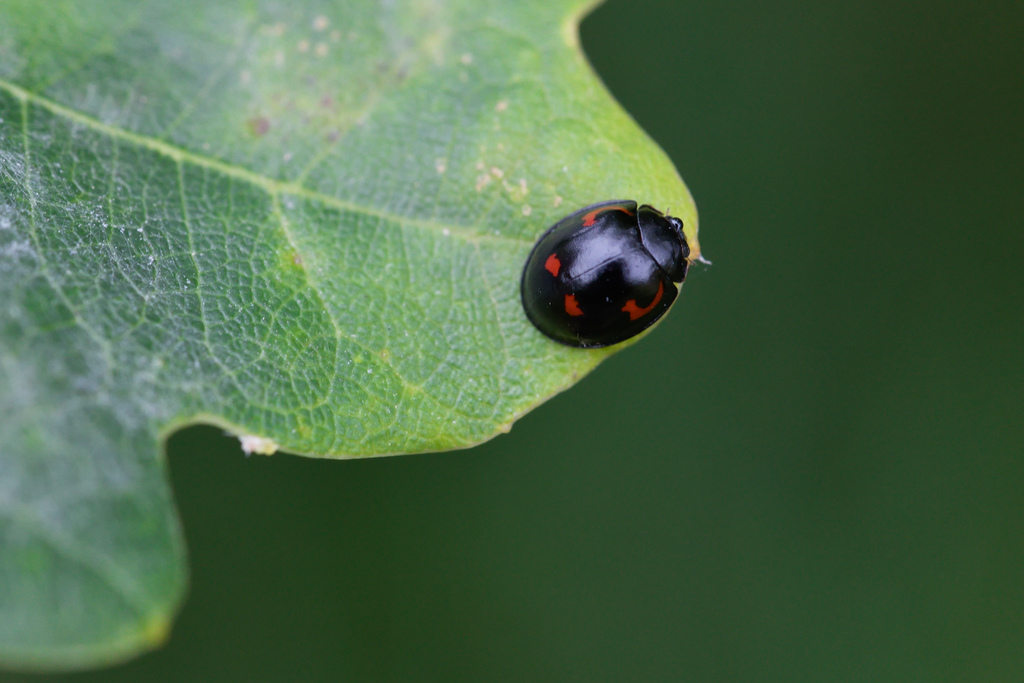 EXOCHOmus quadri2.jpg