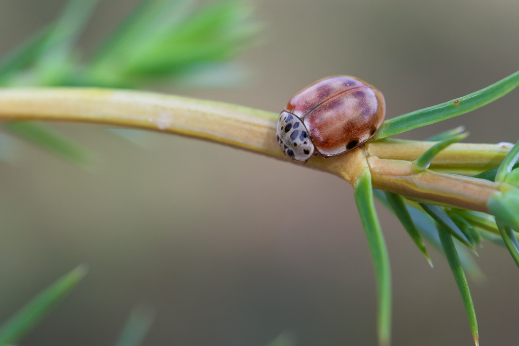 Harmonia quadrI1.jpg