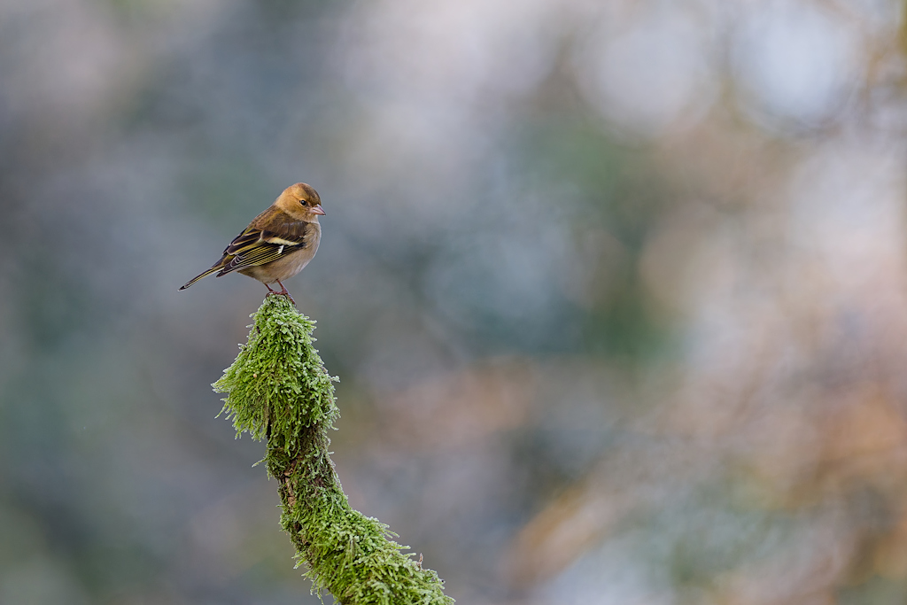 DSC_7993_DxO.jpg