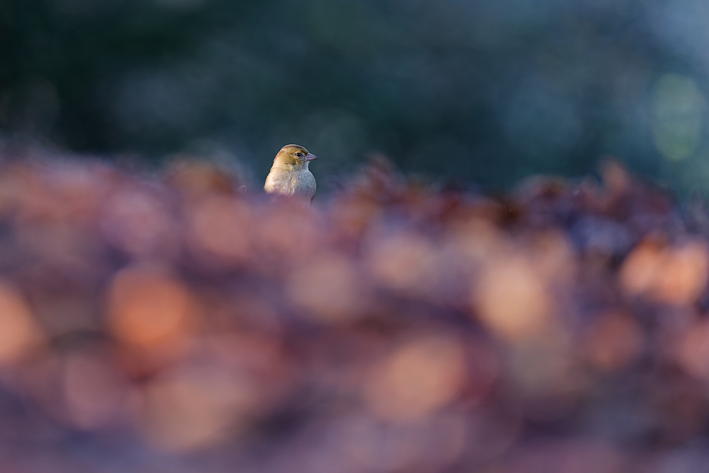 DSC_8070_DxO.jpg