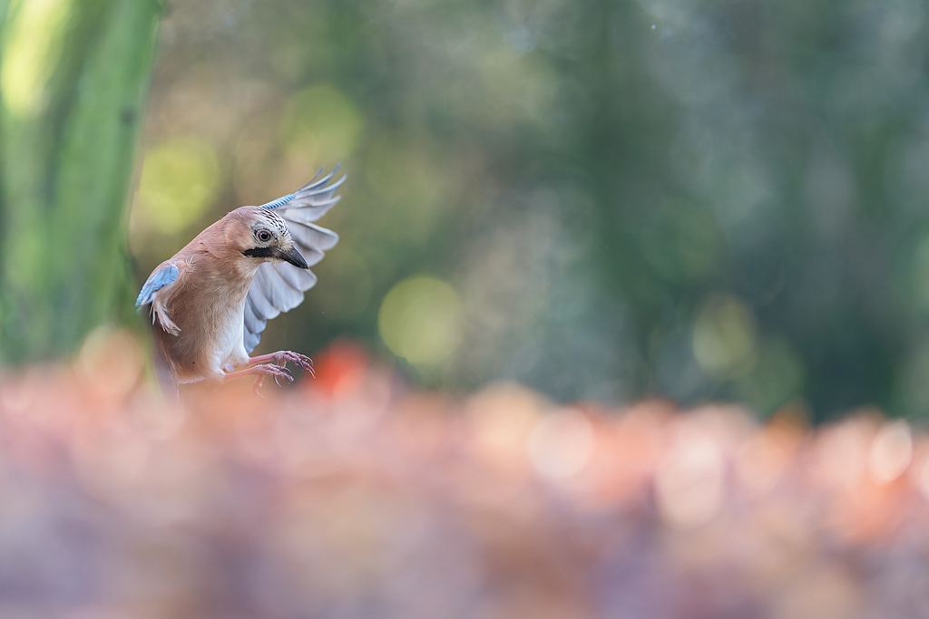 DSC_8257_DxO.jpg
