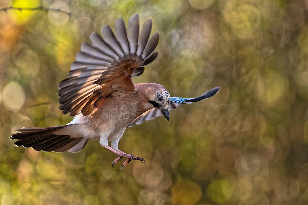 DSC_8934_DxO.jpg