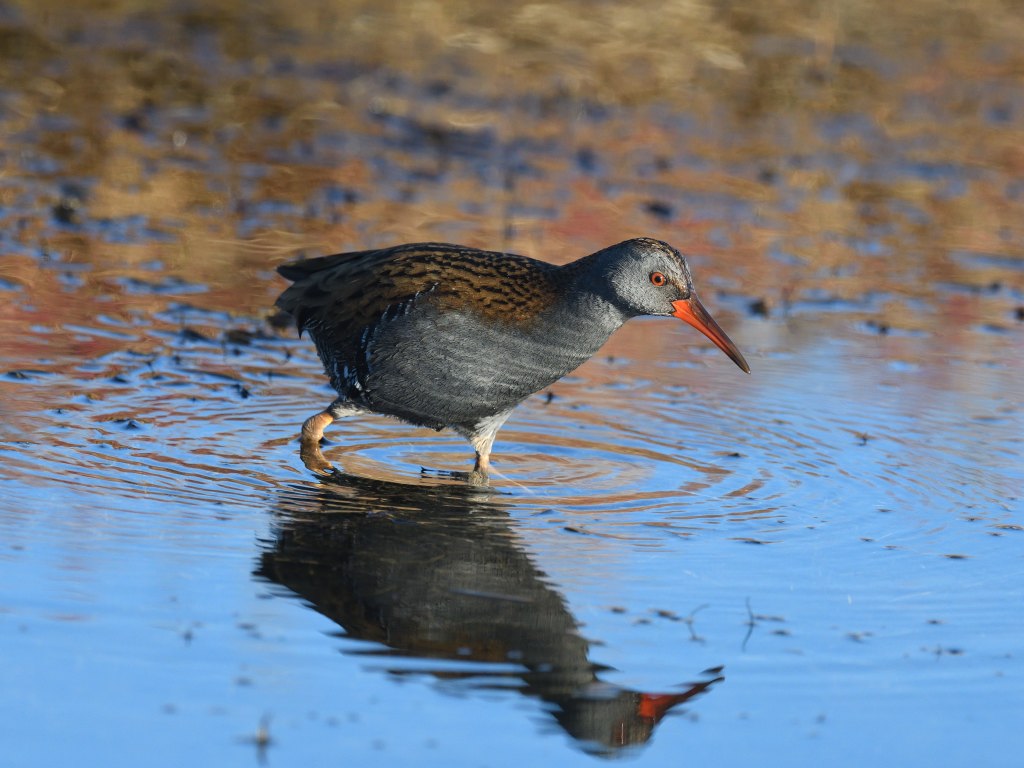 DSC_1179.JPG