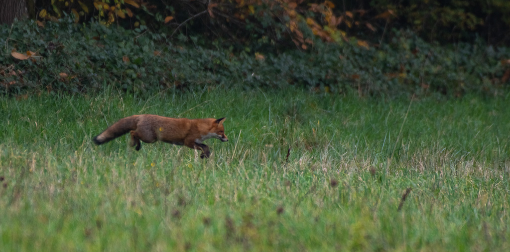 Renard -1-.jpg
