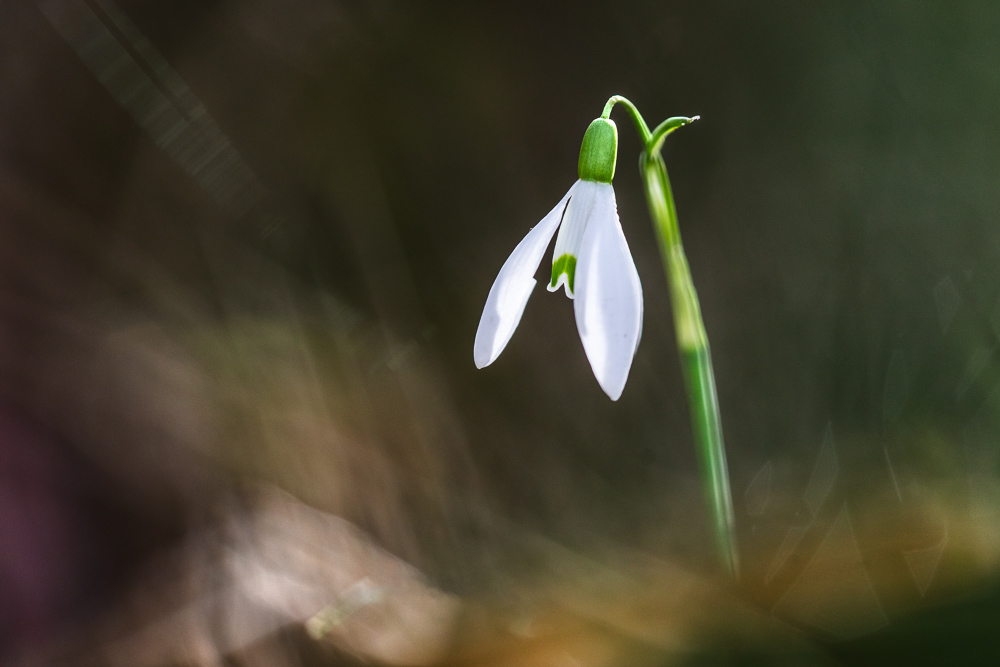 IMG_7341-Modifier.jpg