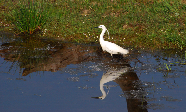 aigrette reflet1.jpg