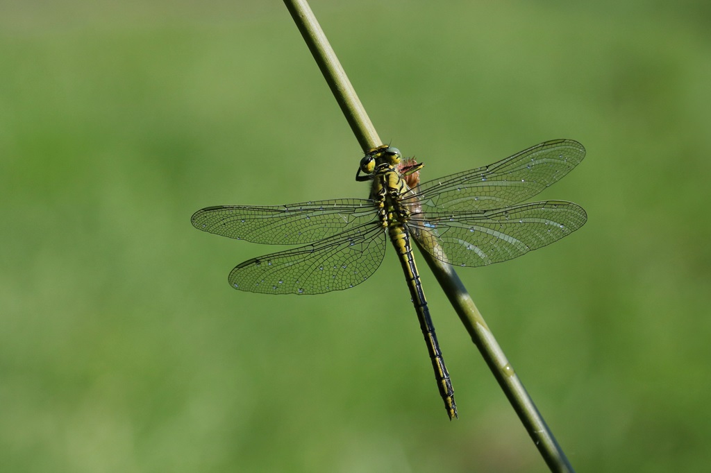 IMG_5107X.JPG
