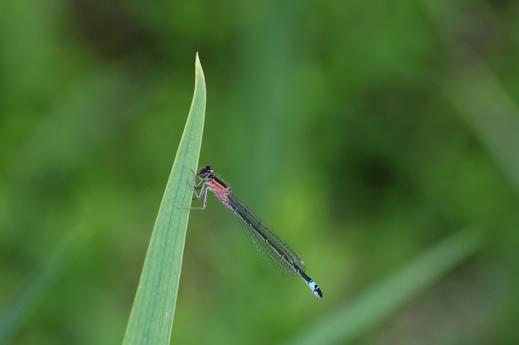 IMG_5360X.JPG
