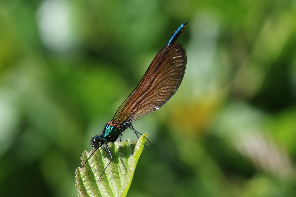 IMG_7089X.JPG