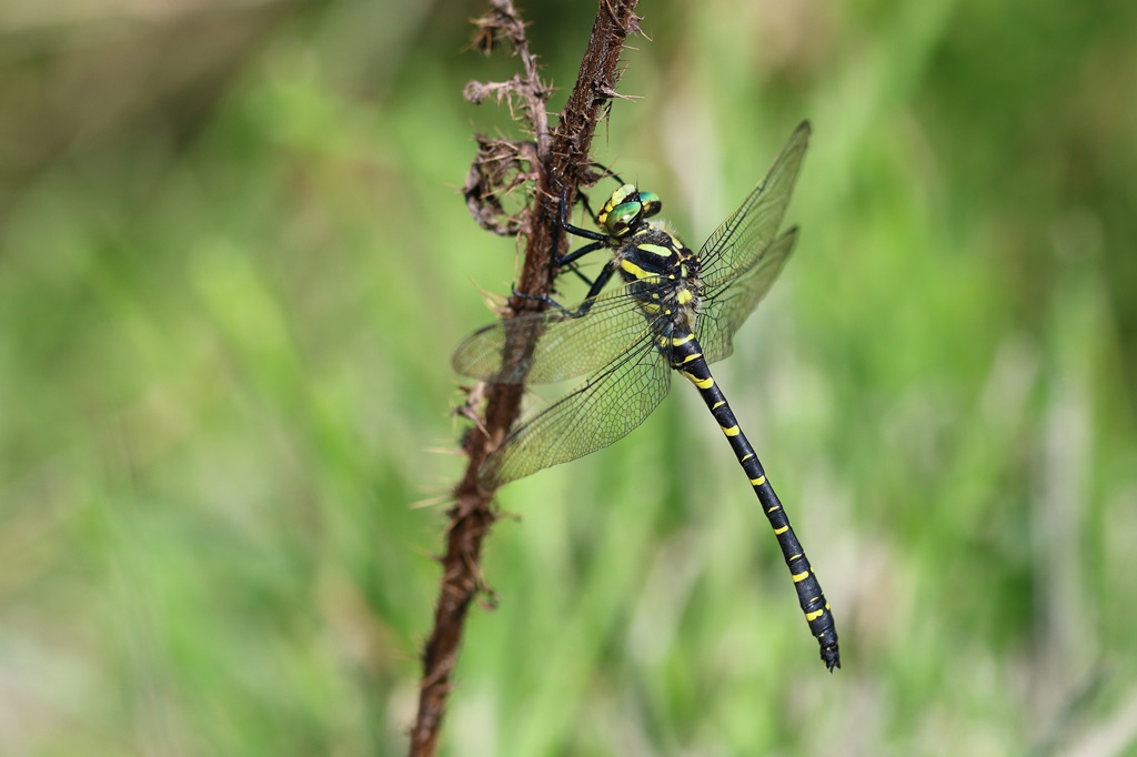 IMG_5282X.JPG