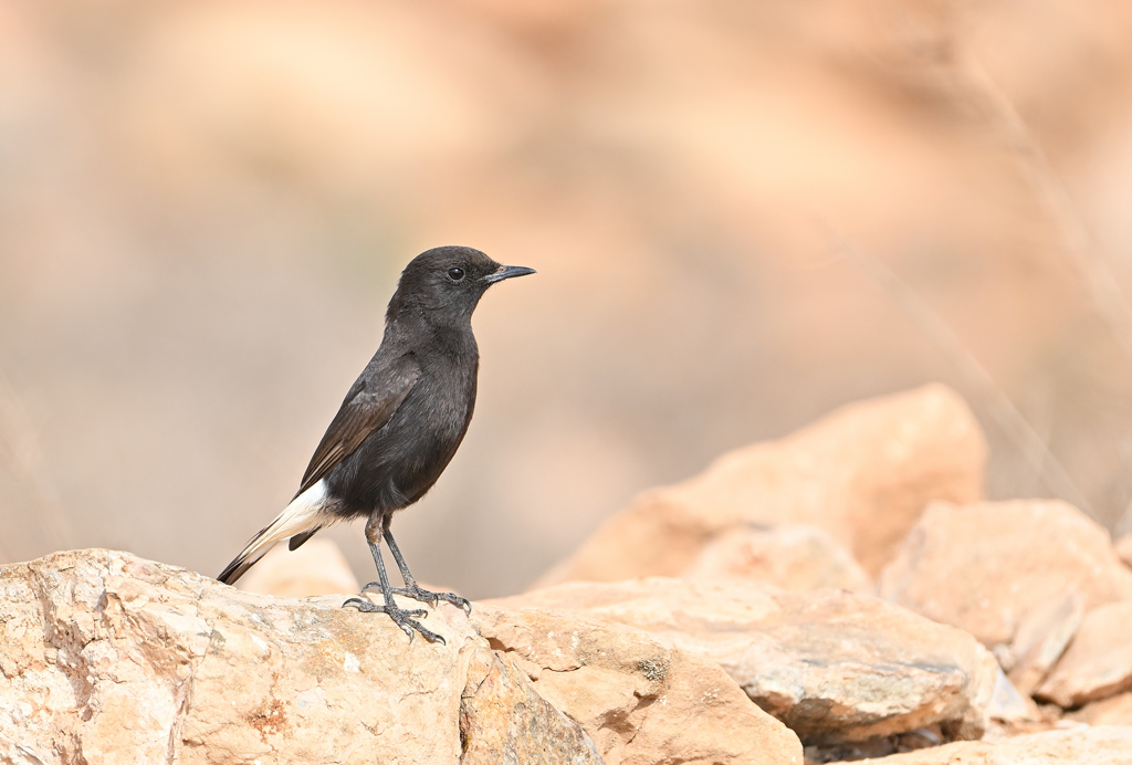 3 mars.jpg