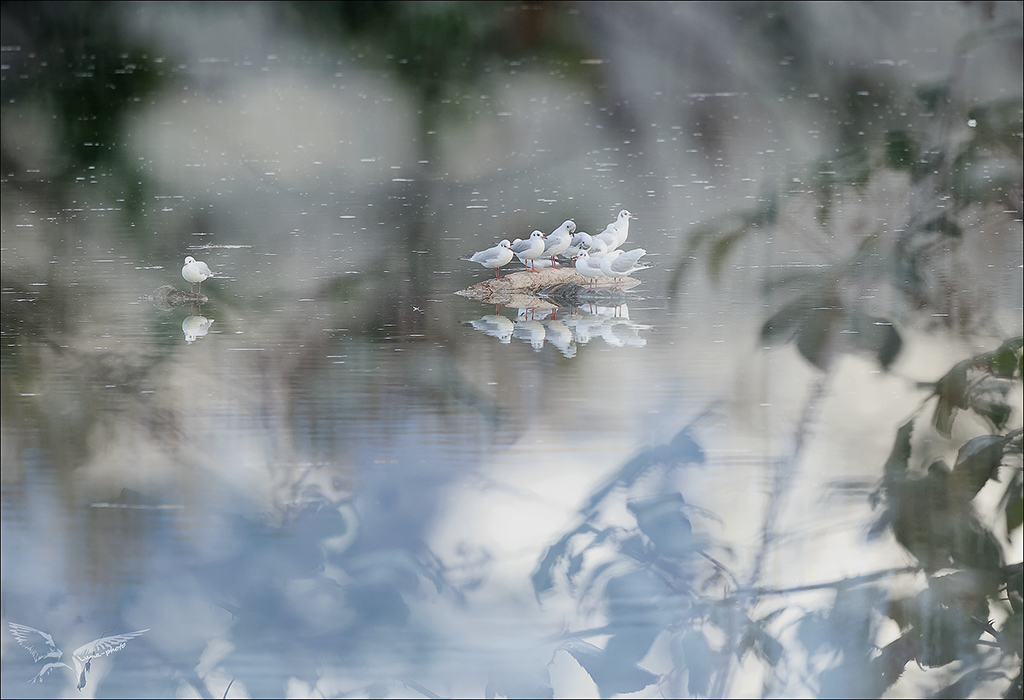 Mouettes au repos.jpg