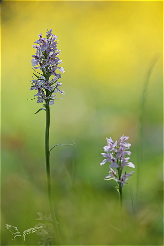 Dactylorhiza maculata.jpg