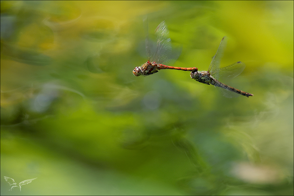 Sympetrum striolatum acc.jpg