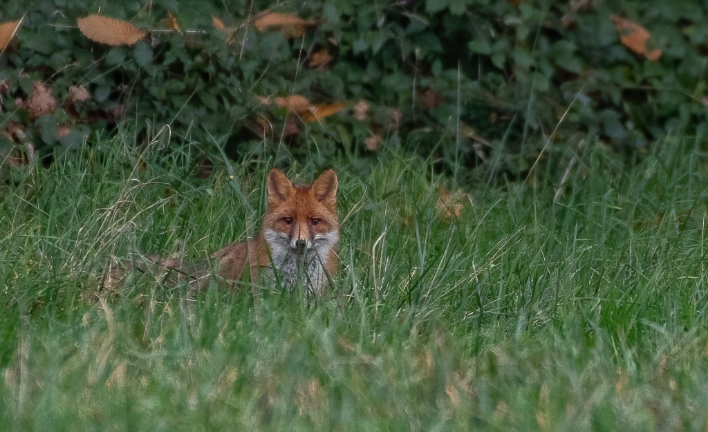 11- Novembre 2024. Renard.jpg