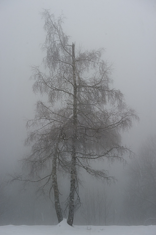 janvier.jpg