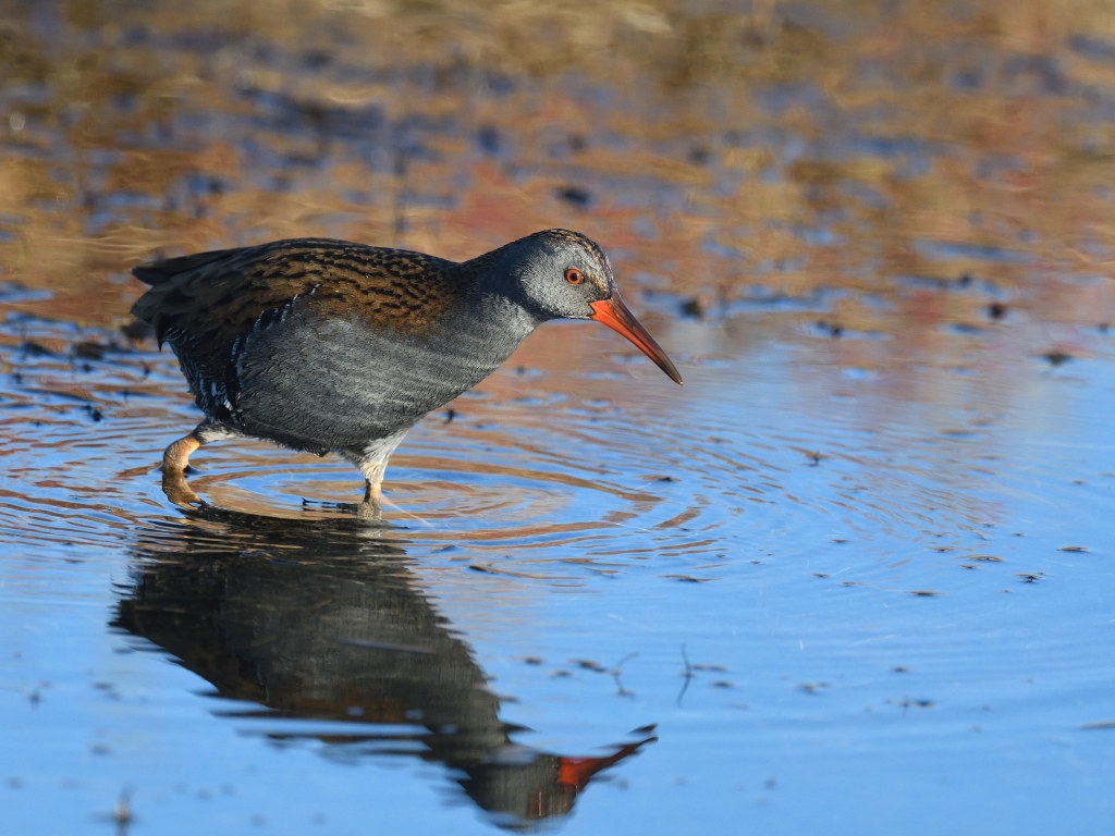 DSC_1179.JPG