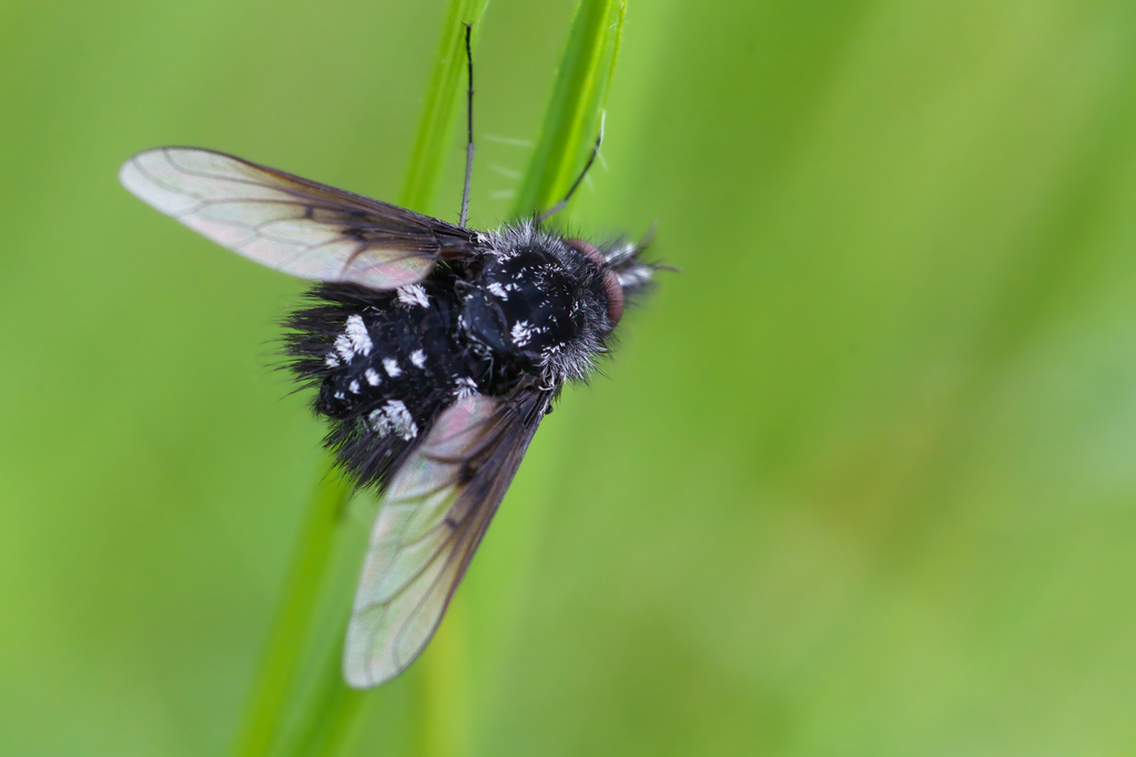 Bombyla atra1.jpg