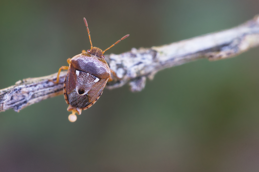 Stagonomus bipunctatus bipunctatus5.jpg