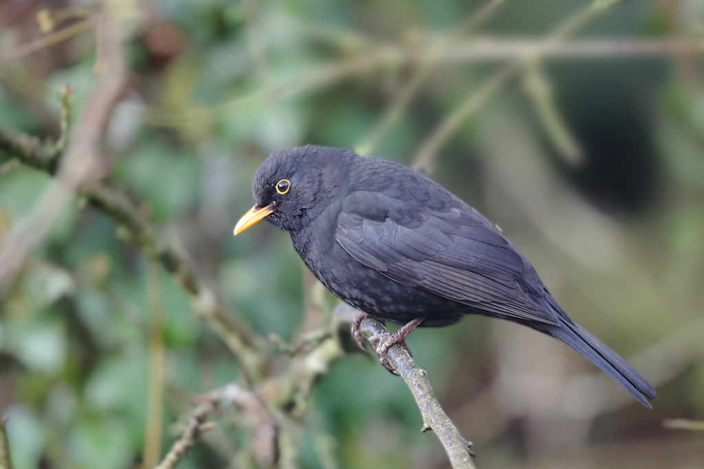 C57I0203 IN.jpg