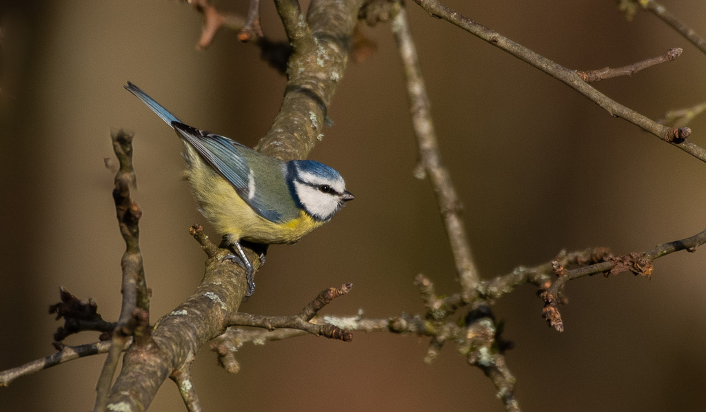 P'tite bleue -0-.jpg