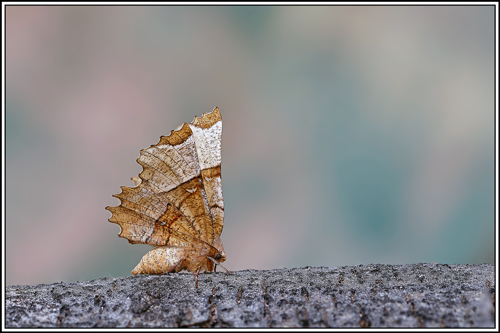 Ennomos_lunaire(Selenia_lunularia)(68_75).jpg