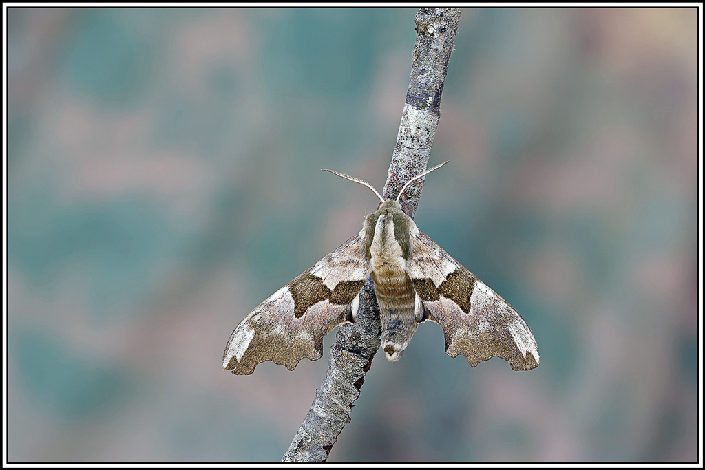 Sphinx_du_tilleul(Mimas_tiliae)(66_70).jpg