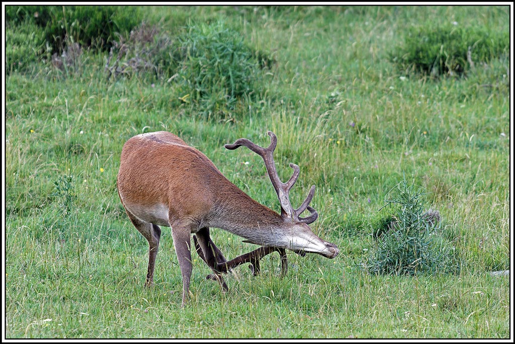 cerf(8259).jpg