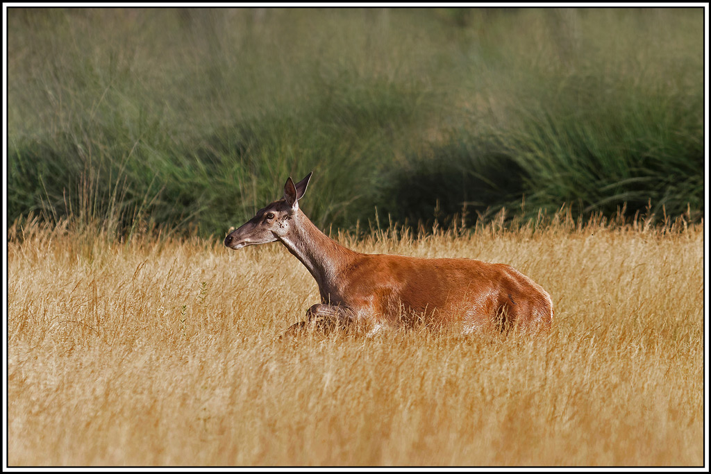 cerf(6187).jpg