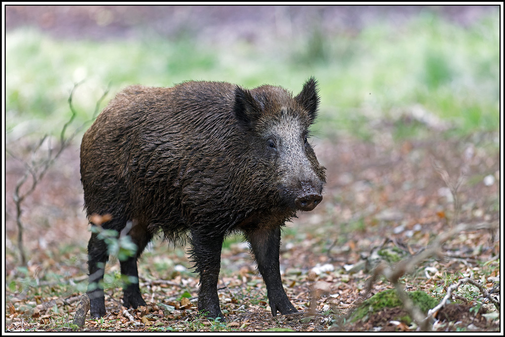 sanglier(207).jpg