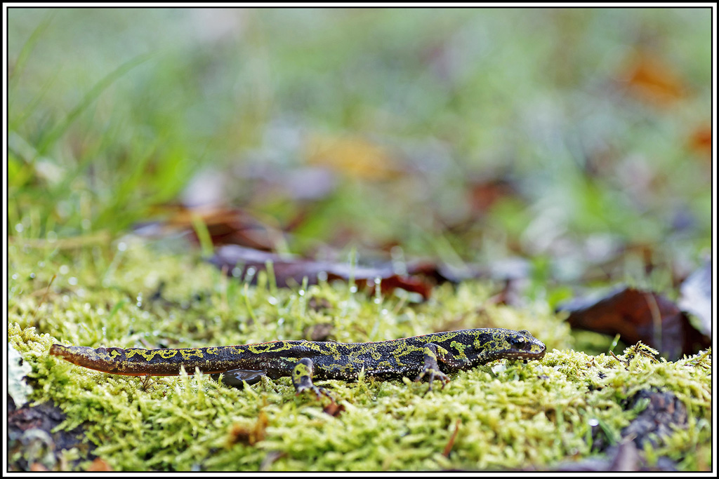Triton_marbré(Triturus_marmoratus)(3).jpg