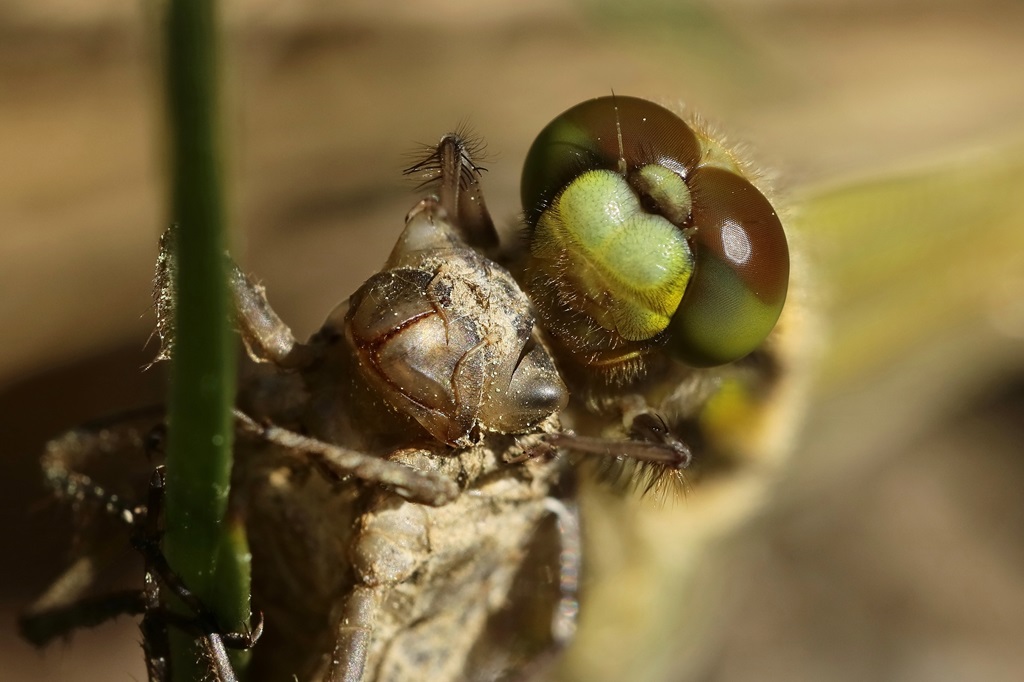12 IMG_QUADRI.JPG