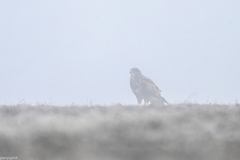 DSC_8987_001DSC_8987.JPG