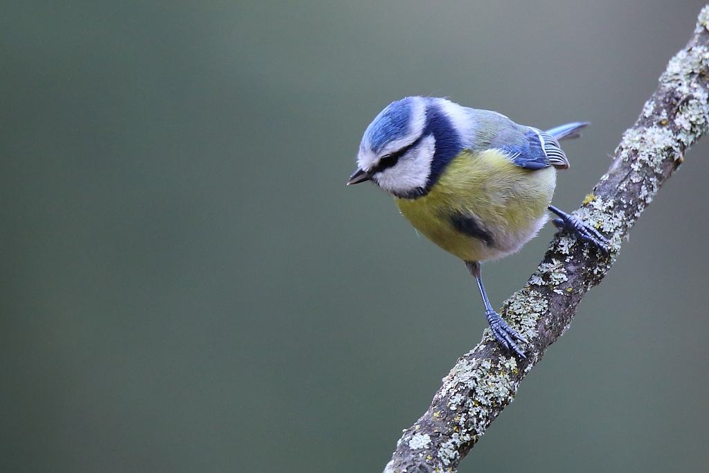 2039 Mésange bleue.jpg