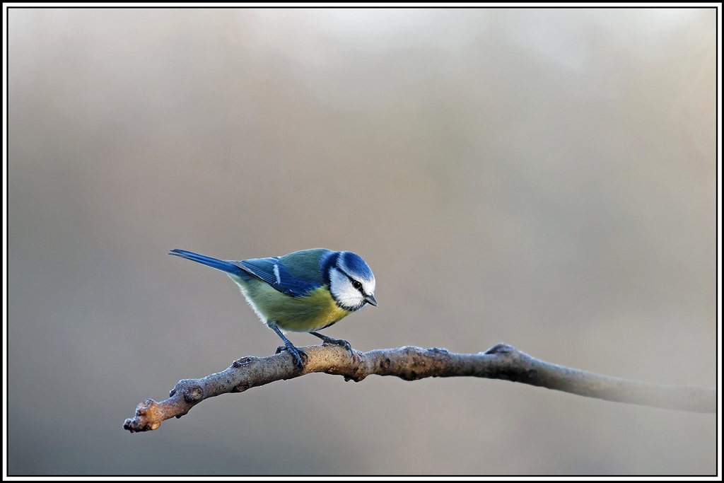 mesange_bleue(Parus-caeruleus)(821).jpg