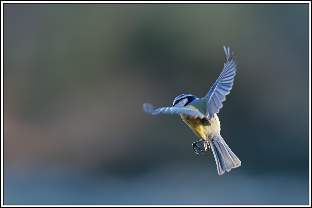 mesange_bleue(Parus-caeruleus)(822).jpg