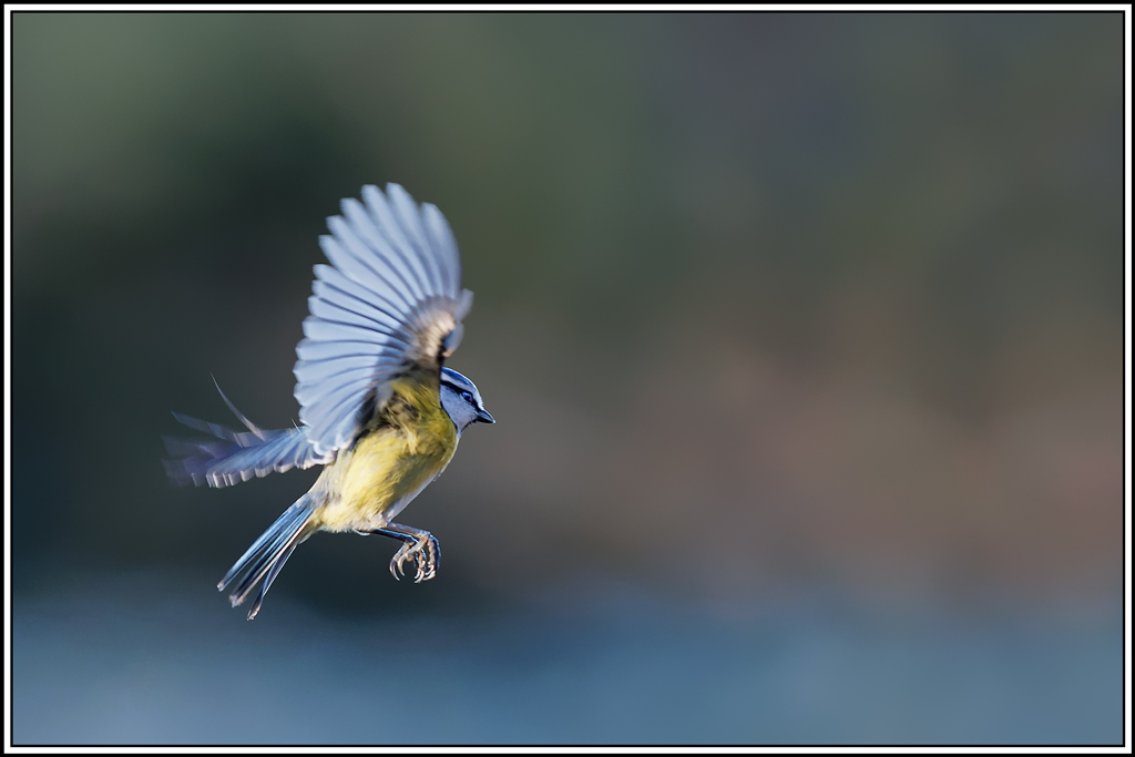 mesange_bleue(Parus-caeruleus)(824).jpg
