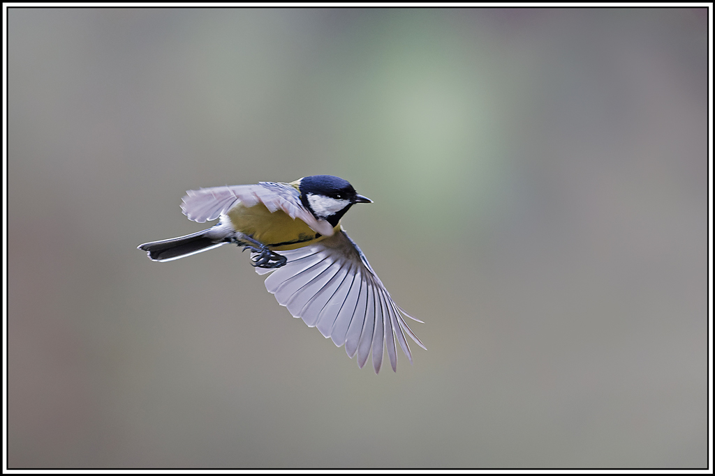 mesange_charbonniere(Parus-major)(1073).jpg